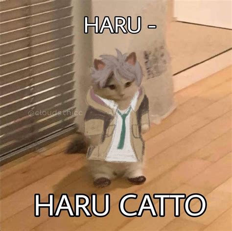 I Present To You Haru Catto Anime Memes Funny Anime Funny Anime Cat
