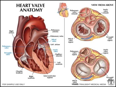 Valvular Heart Disorders Flashcards Quizlet