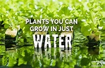 Plants You Can Grow In Just Water | Garden Culture Magazine