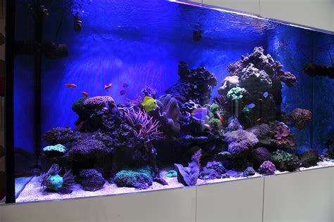 Reef Aquarium In Greater Manchester Oceanlife Aquatics