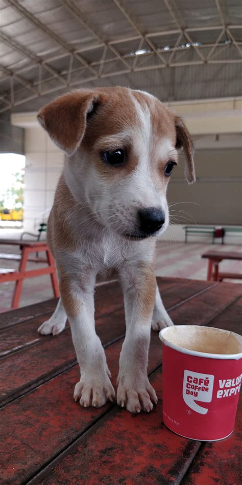 Cute Little Puppy Trying To Drink Coffee Aww
