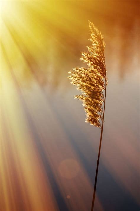 Gold Null Nature Photography Photo Fields Of Gold