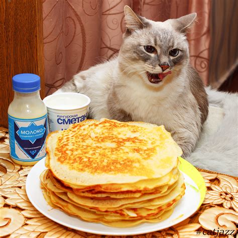 Being carnivores, cats benefit from eggs' protein and amino acids. Cat Jazz blini — Maslenitsa, the Fourth Day - "Party Hard