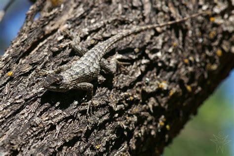 Texas Spiny Lizard Sceloporus Olivaceus Shutterhand Flickr