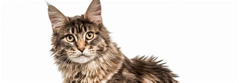 Maine Coon Cat Breed Information Personality Characteristics Whiskas