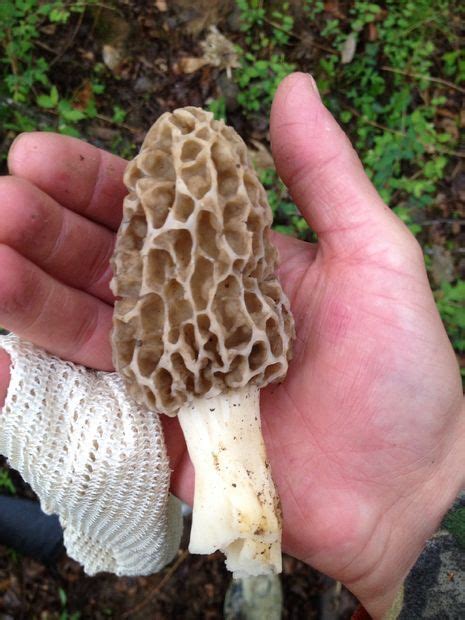 How To Spot And Identify Morel Mushrooms Stuffed Mushrooms Morel