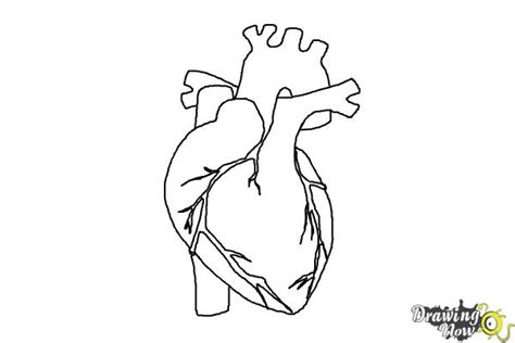 How To Draw A Realistic Heart Easy