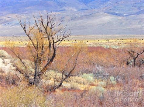 Desert Grazing Photograph By Marilyn Diaz Fine Art America