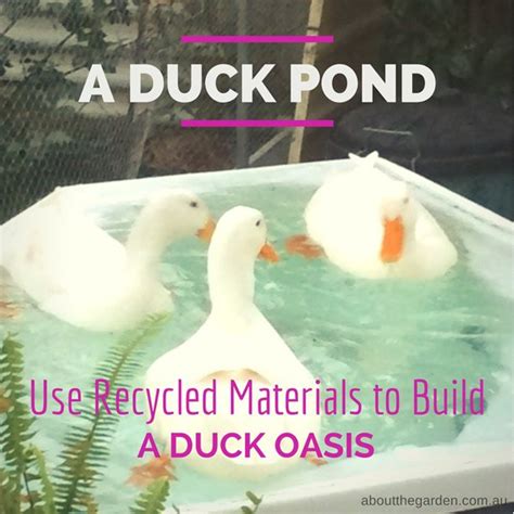 Feb 15, 2017 · whether you want to build a backyard duck pond, a meditation pond, a koi pond, a garden pond, or just a beautiful diy pond to make your backyard extra flashy, let's get started! A Duck Pond - using recycled materials to build a Duck ...