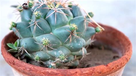 How To Grow Cactus From Cactus Pups Youtube