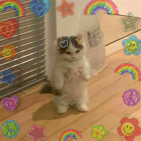 Indie Kid Cat Cat Pfp Cute Hd Phone Wallpaper Pxfuel