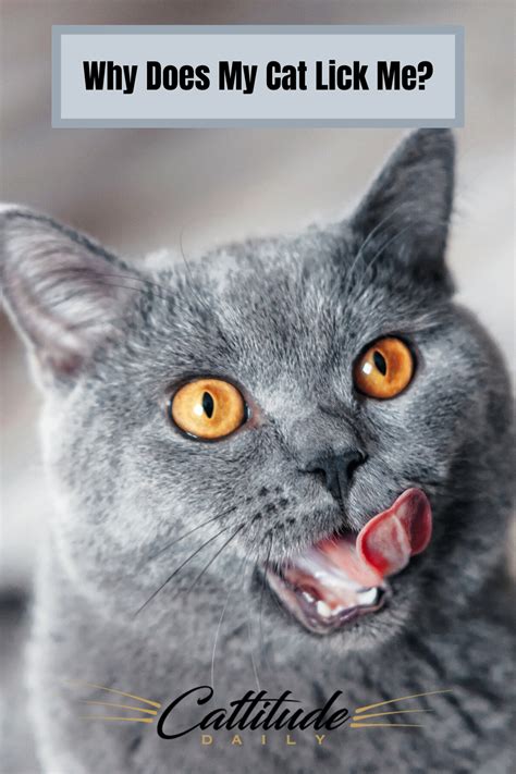 A cat's tongue effectively serves as a brush to remove loose hair, mats, dirt and fleas. Why Does My Cat Lick Me? in 2020 | Cat behavior, Cats ...