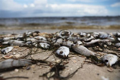 Toxic Red Tide On Florida Beaches Making People Sick Simplemost