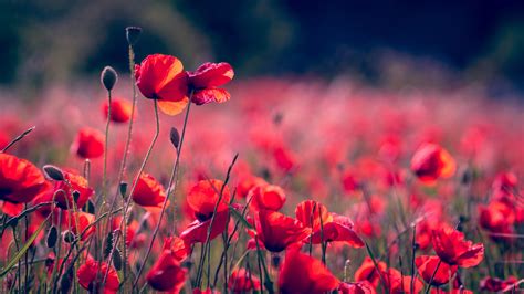 Poppy Wallpaper Hd Flowers 4k Wallpapers Images Photos And Background Images And Photos Finder