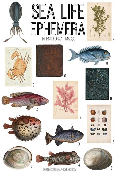 Sea Life Ephemera Images Kit Graphics Fairy Premium Membership Artofit