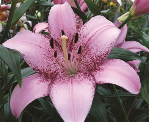 Brent And Beckys Bulbs Lily Plants Lily Seeds Lily Flower Seeds