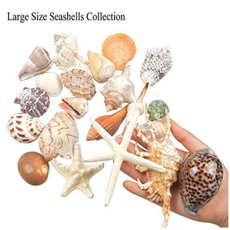 Jangostor 21 Pcs Large Sea Shells Mixed Ocean Beach Seashellsvarious