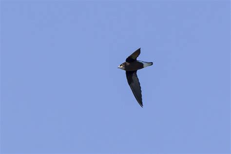 Hirundapus Caudacutus Latham 1801 White Throated Needletail