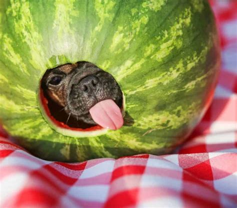 Can Dogs Eat Watermelon And Cantaloupe Our Dog Breeds