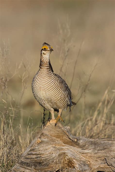 Panhandle Prairie Chickens Larry Ditto Nature Photography