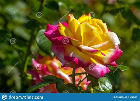Beautiful Rose Closeup Stock Image Image Of Spring