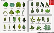 Formas básicas de las hojas, por su forma, por su borde y por su número ...