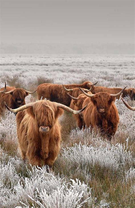 Schottische Hochlandrinder Im Winter Scottish Highland Cow Highland