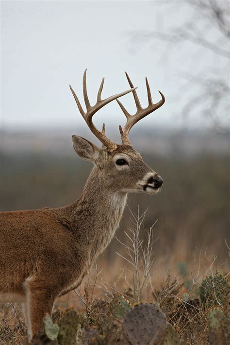 Whitetail Deer Brady Tx Area Post Rut Hill Country Buc Flickr