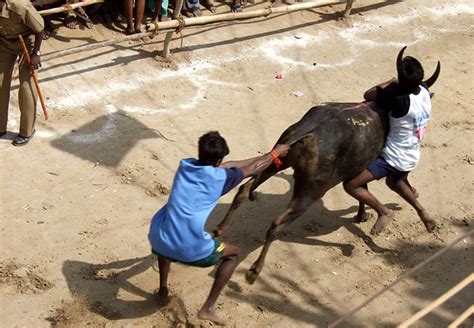 Bull Wrestling In India Travel The New York Times