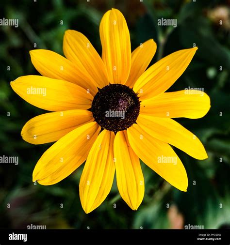 Yellow Black Eyed Susan Flower Stock Photo Alamy