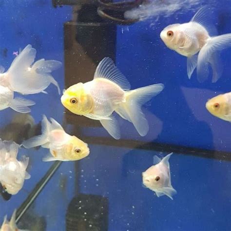 Pearl White Oranda Goldfish Goodjoseph Live Fish Store Oranda