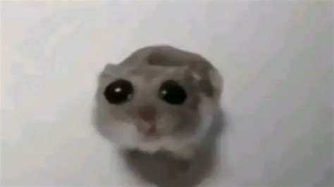 What Is The Sad Hamster Meme On Tiktok Viral Video Explained Dexerto