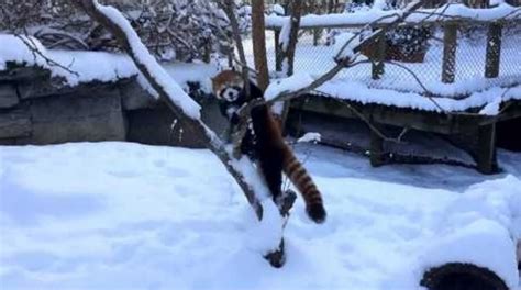 These Red Pandas Playing In The Snow Will Rock Your World Video