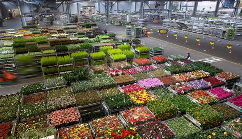 the flower auction of aalsmeer floraholland amsterdam tourism