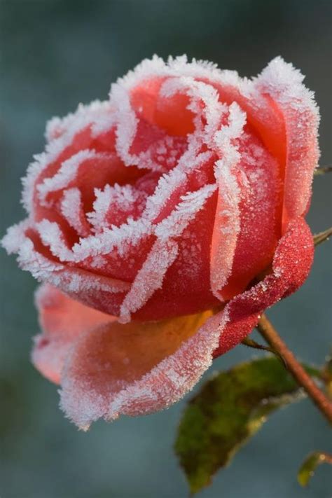 Pin By Simone Chew On Frozen Winter Rose Beautiful Roses Beautiful