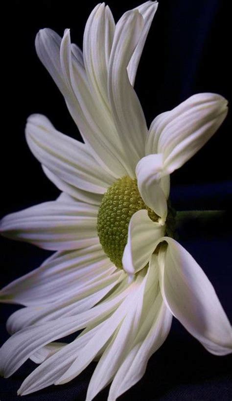 Here are 18 stunning, yet simple floral arrangements for beginners (or those without a green thumb like myself ). Pin by mary cheyne on ART | Beautiful flowers, Amazing ...