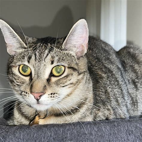 Rehome Cat - Pet Adoption and Sales