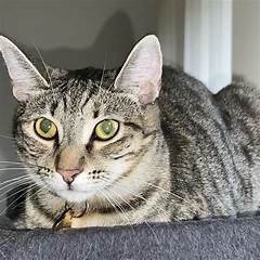 Rehome A Rescued Soul Discover Pet Gems On Reno Craigslist