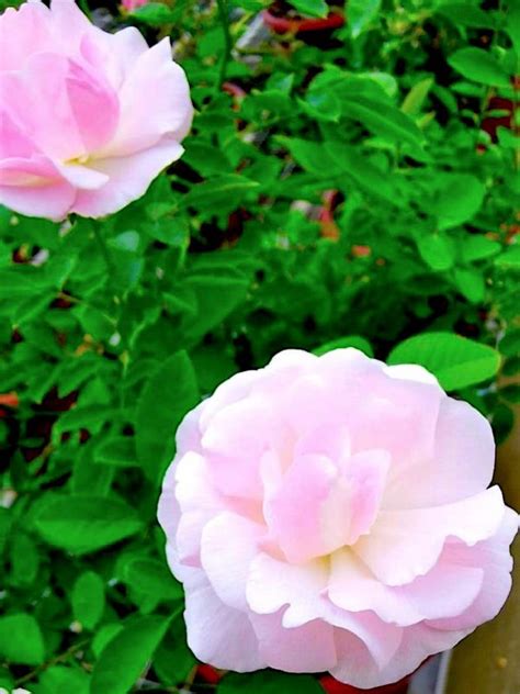 Pink Summer Snow Rose Rose Plants Teo Joo Guan