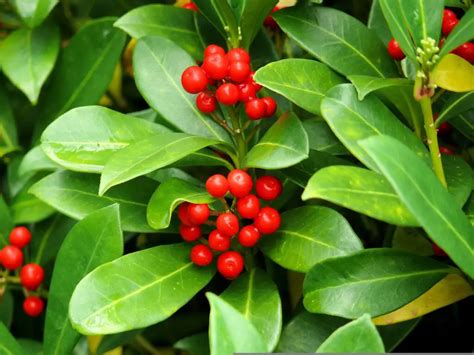 Holly Flower Meaning Spiritual Symbolism Color Meaning And More