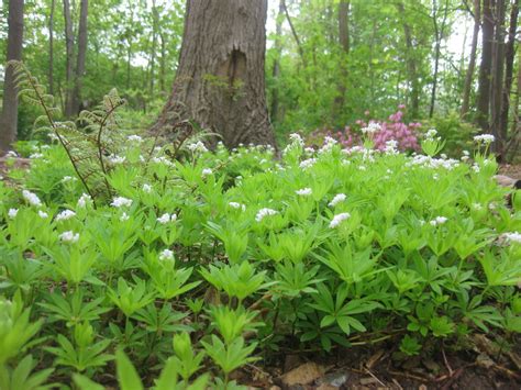 Grows quickly, even in the shade. sweet woodruff ground cover | Garden | Pinterest