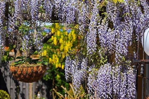 Wir haben uns umgesehen und die 10 eifrigsten kletterpflanzen im garten ausfindig gemacht! Kletterpflanzen winterhart und robust - Mein Garten 2020