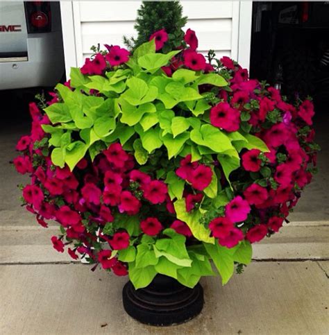 Top 10 Container Gardens For Your Patio Rojabonita