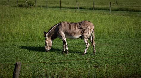 2r9a0798 Zebroid Is The Term Generally Used For All Zebra Flickr