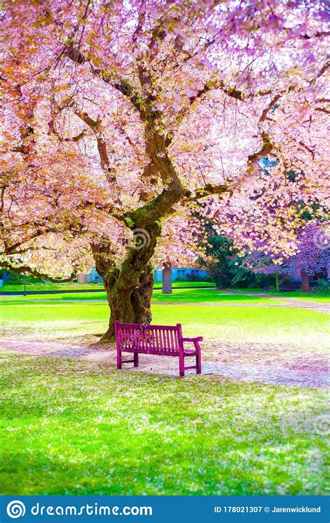 Pink Cherry Blossoms Blooming At Sunny Empty Park Sakura Trees Stock