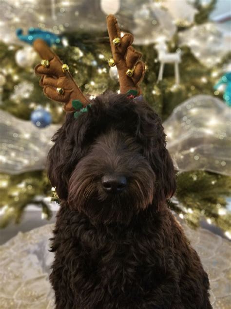 Registered alaa australian labradoodles for sale in texas, austin, dallas, houston, san antonio. Labradoodle | Labradoodle, Australian labradoodle puppies ...