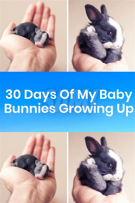 30 Days Of My Baby Bunnies Growing Up Artofit