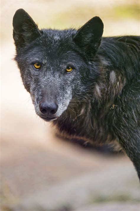 Portrait Of A Black Wolf This Time An Adult Canadian Timbe Flickr
