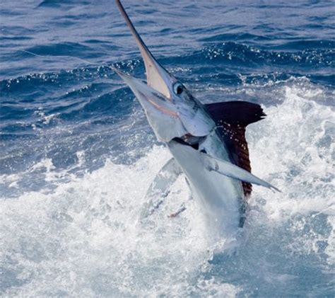 The White Marlin Open Coastal Angler The Angler Magazine