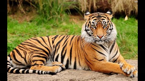 Royal Bengal Tiger Picture Only For Kids - YouTube